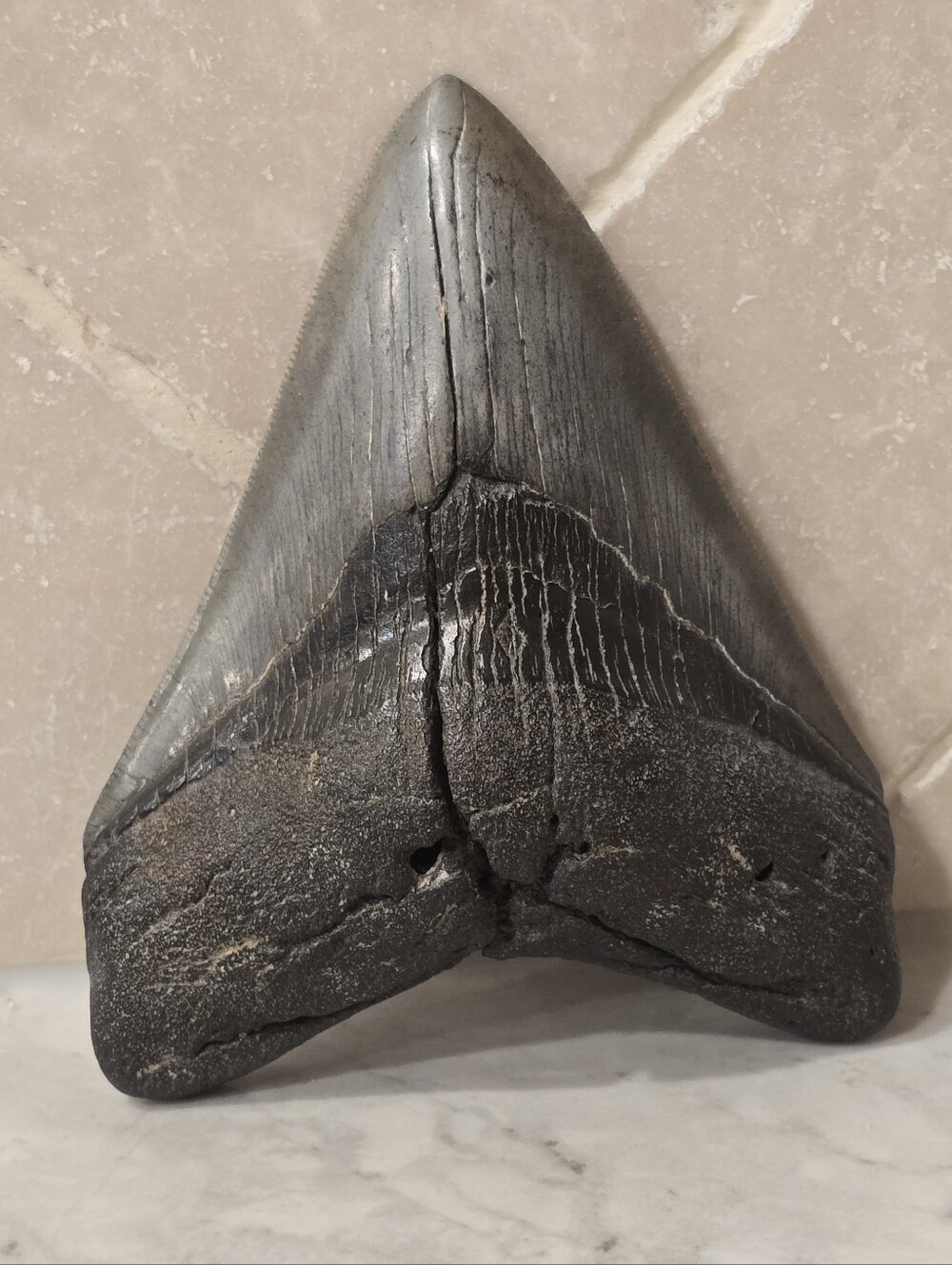 Rare 4.5" Authentic Megalodon Fossil Giant Shark Tooth Serrated Teeth Art Object